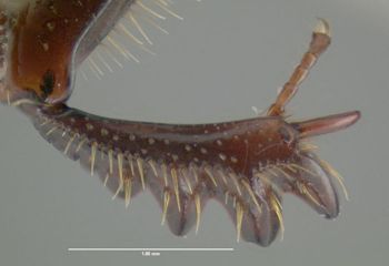 Media type: image;   Entomology 611419 Aspect: front tibia